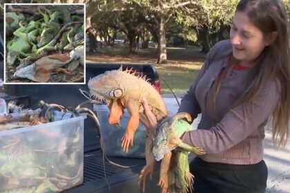 Floridians gather frozen iguanas by armload as frigid temps leave them paralyzed, dropping from trees