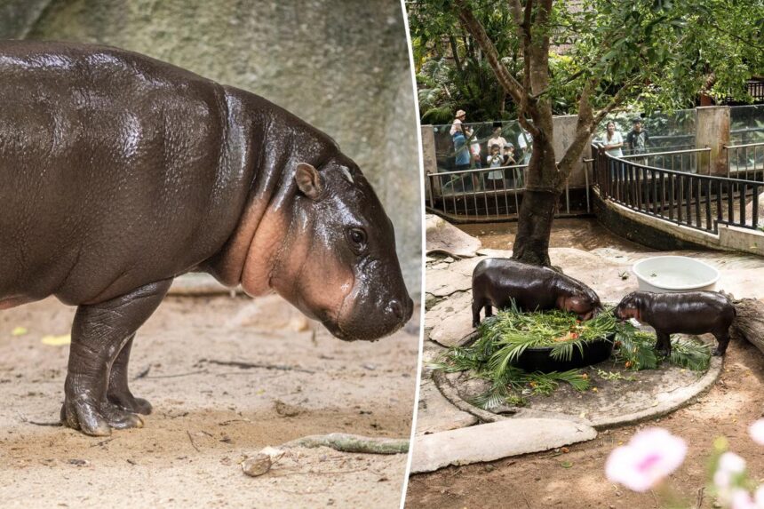Moo Deng fans concerned over viral pygmy hippo’s shocking living conditions: ‘Really sad to see it like this’