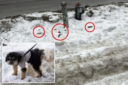 NYers forced to dodge mine fields of unscooped dog poop littering weeks-old sidewalk snow: ‘Not a nice sight’