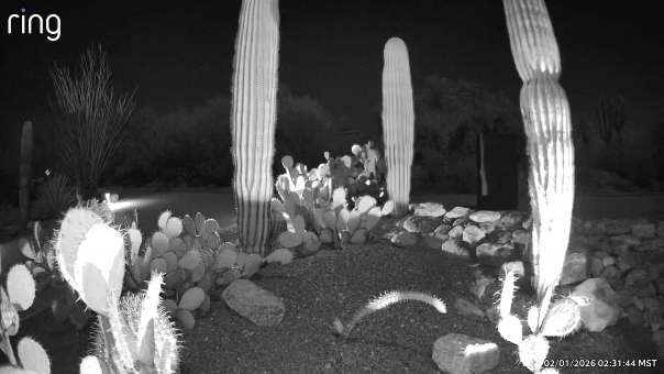 Car passes by in Ring Camera footage