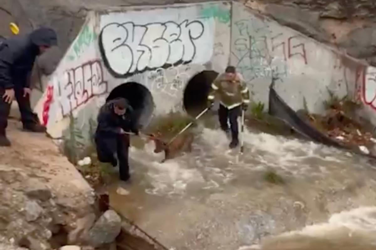 Video shows firefighters working to rescue dog stuck in storm drain after heavy SoCal rains