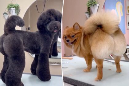 Baby’s got back: Meet the groomer whose set off a BBL craze – for pooches