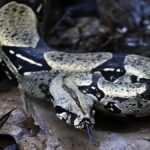 Italian police warn crooks using reptiles to intimidate victims