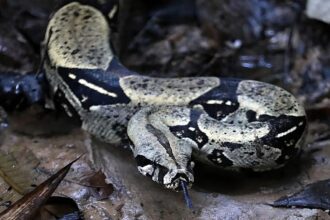 Italian police warn crooks using reptiles to intimidate victims