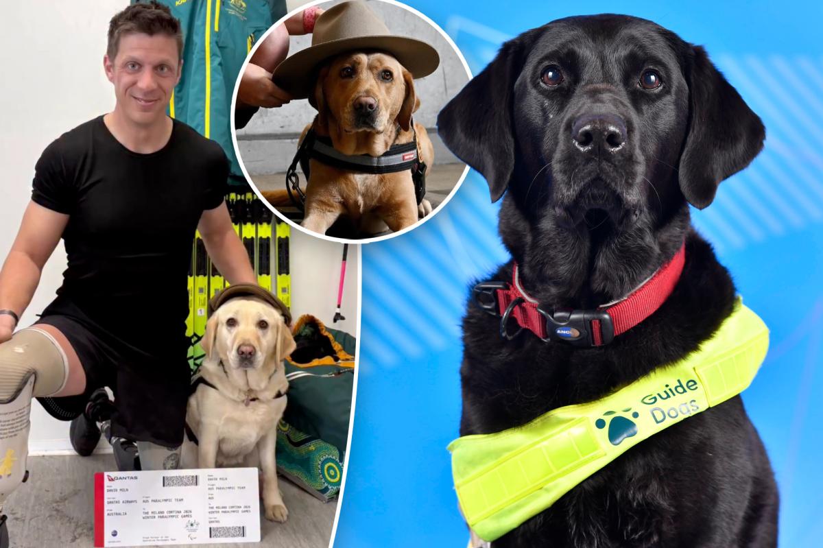 Meet the adorable service dogs behind the athletes of the 2026 Paralympic Winter Games