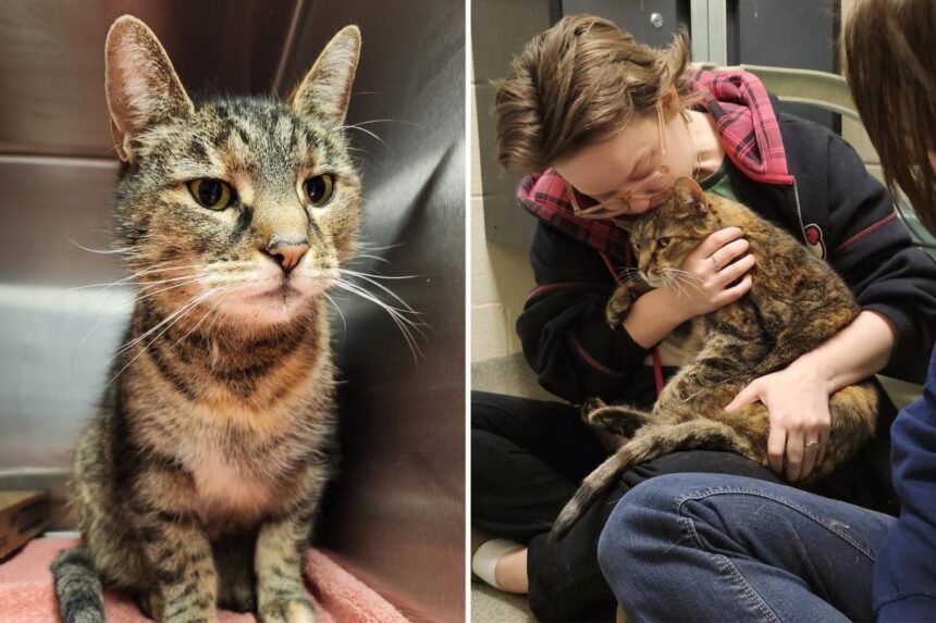Missing cat reunited with owners after 5 years: ‘I was in disbelief’