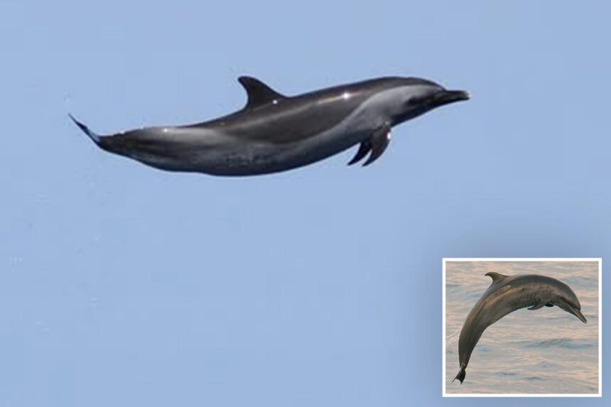 Beloved sea mammal dubbed ‘Michael Jordan’ for insane act confirming the wonder of nature