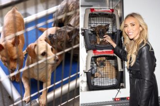 LA shelter dogs flown to Chicago after massive animal rescue to get star-studded Windy City welcome