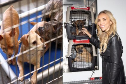 LA shelter dogs flown to Chicago after massive animal rescue to get star-studded Windy City welcome
