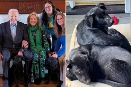 Biden adopts two puppies after his past dogs terrorized White House personnel 
