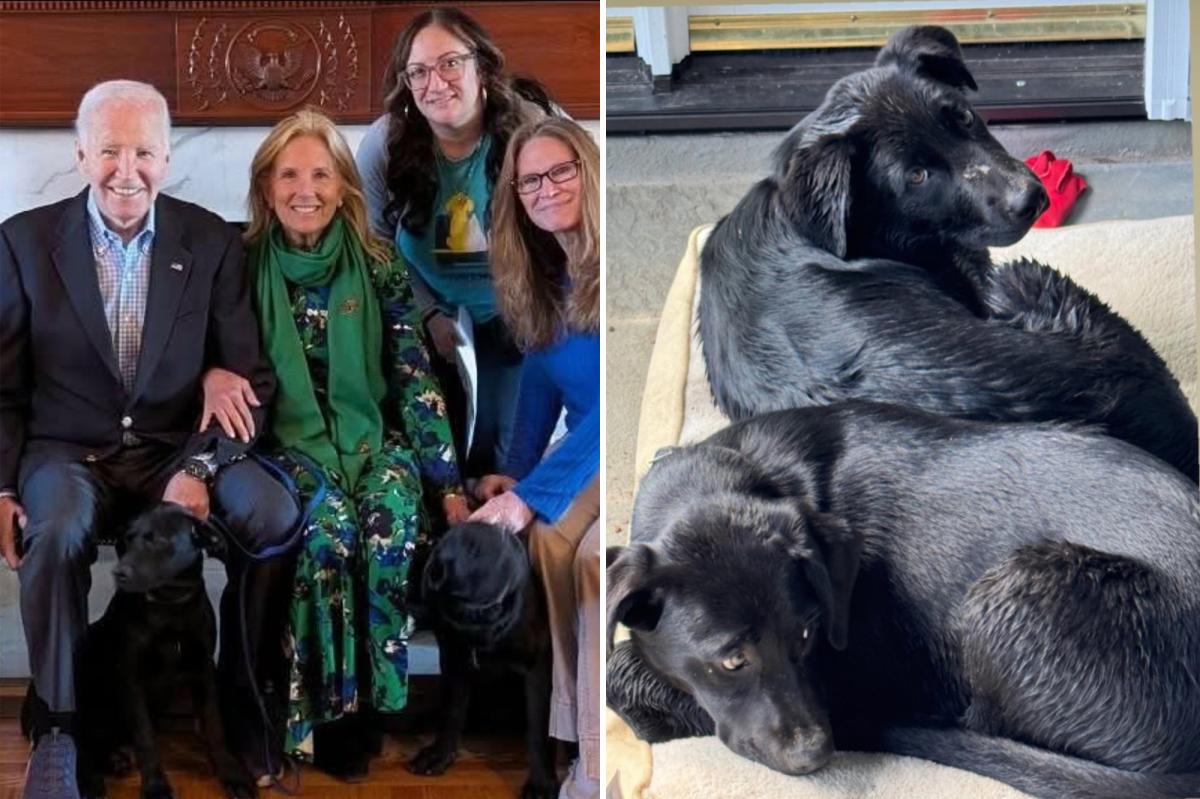 Biden adopts two puppies after his past dogs terrorized White House personnel 