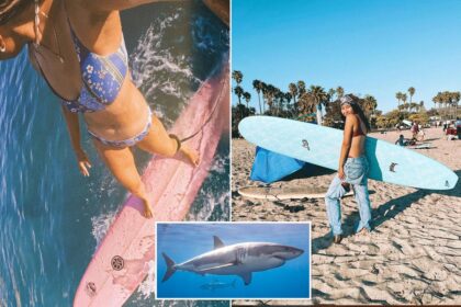 Surfer stalked by great white shark on SoCal beach relives terrifying encounter