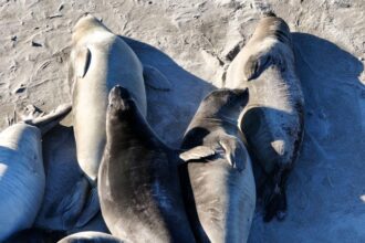 Deadly virus outbreak jumps hundreds of miles across California to infect more victims