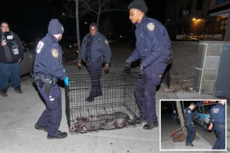 Cop shoots, kills pit bull attacking woman in Queens