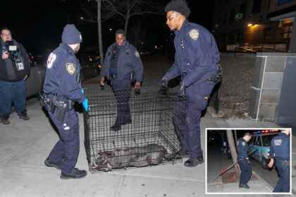 Cop shoots, kills pit bull attacking woman in Queens
