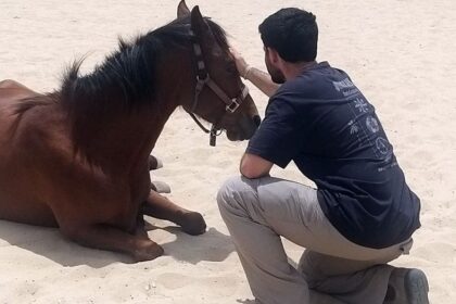 Horses help heal soldiers amid Israel’s mounting PTSD crisis after Oct 7 attacks