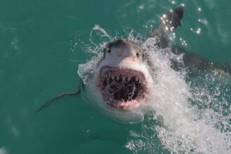 Shark attack deaths surge above decade average in 2025