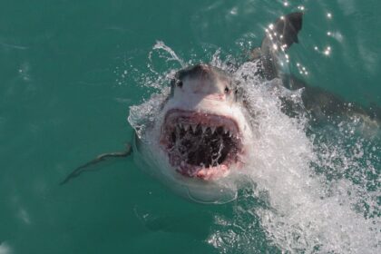 Shark attack deaths surge above decade average in 2025