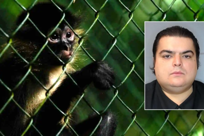 ‘Deeply disturbing’ animal cruelty operation involving baby monkeys busted by ICE investigation