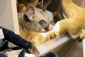 Live possum discovered hiding among plush toys in an Australian airport gift shop