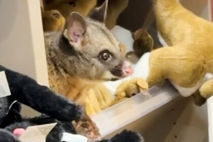 Live possum discovered hiding among plush toys in an Australian airport gift shop