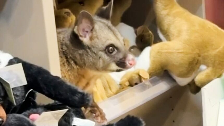 Live possum discovered hiding among plush toys in an Australian airport gift shop