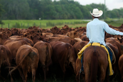 As cattle herds shrink and beef prices rise, investors back AI cow collars
