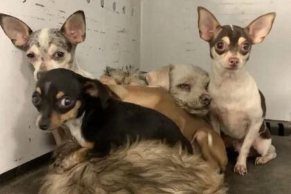 Tiny chihuahuas survive Hemet house fire — now they need a forever home