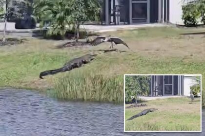 Crane scares off alligator in epic showdown: ‘Most Florida video ever’
