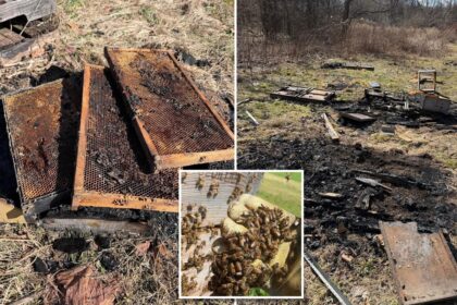 50,000 bees killed in ‘deliberate’ arson of hives at family-owned Pennsylvania farm