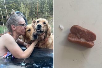 Colorado dogs poisoned after eating meth-laced hot dogs found tossed in family yard