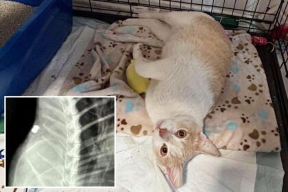 Cat killer on the loose in Los Angeles as dozens are found dead