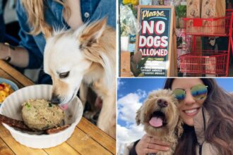 Exclusive | ‘Entitled’ dog owners are bringing their pooches to bars, Botox appointments and restaurants — and pissed-off New Yorkers have reached their breaking point: ‘What’s wrong with you?’