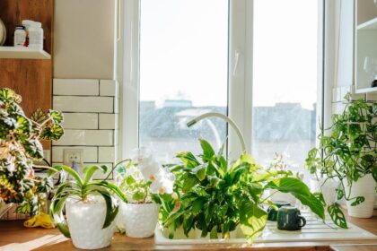 9 Hardy Houseplants That Practically Take Care of Themselves