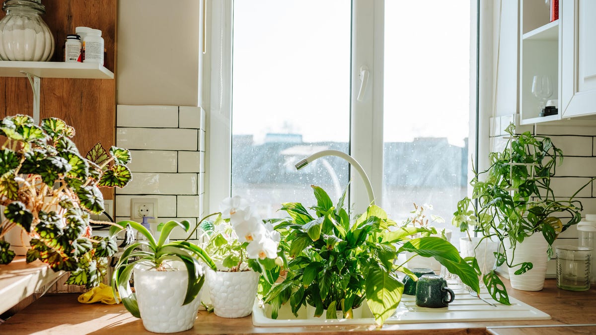 9 Hardy Houseplants That Practically Take Care of Themselves