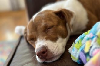 Here’s How to Turn Your Favorite Pet Photo Into a Cute iPhone Emoji