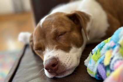 Here’s How to Turn Your Favorite Pet Photo Into a Cute iPhone Emoji