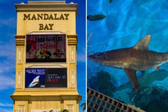 Las Vegas tourists pay ,000 for dinner on the Strip while sharks eat like royalty