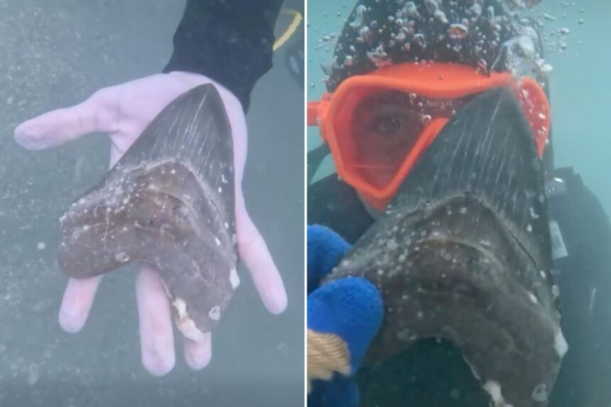 Wyoming teen discovers rare and ancient megalodon shark tooth off Florida coast