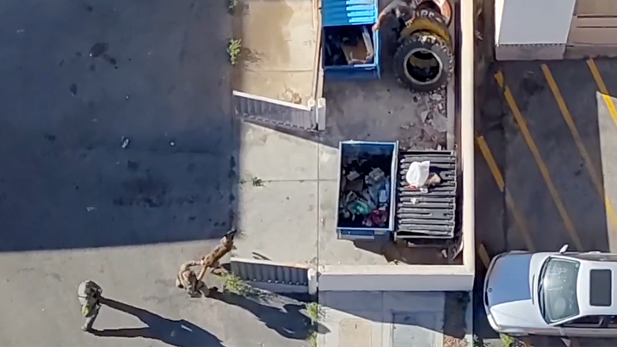 Police drone shows Las Vegas suspect fleeing on foot as K-9 unit and officers close in after violent incident