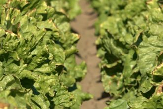 Colorado River management plans to be determined by government after negotiations stall