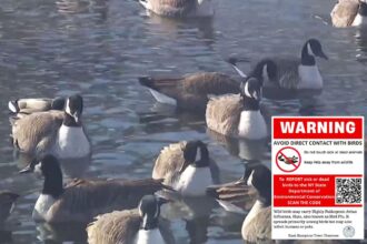Hundreds of geese dying around picturesque Hamptons pond — fueling bird-flu outbreak worries