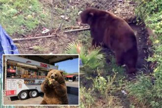 Bear gets comfy in SoCal town as neighbors embrace ferocious friend with memes, tributes