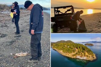 20 dead ‘canines’ found washed up on Washington state island: ‘A diabolical person out there’