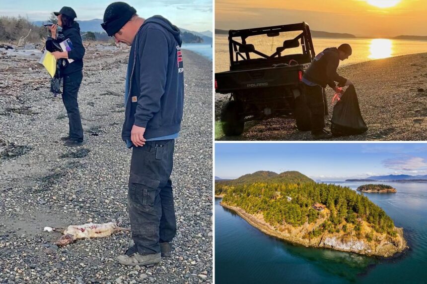 20 dead ‘canines’ found washed up on Washington state island: ‘A diabolical person out there’