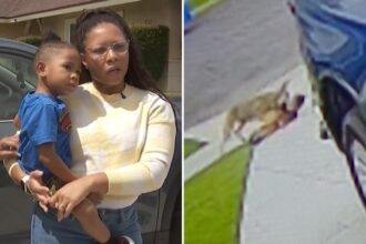 Urgent coyote warning as rogue animal that mauled kids is killed