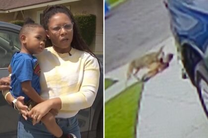 Urgent coyote warning as rogue animal that mauled kids is killed