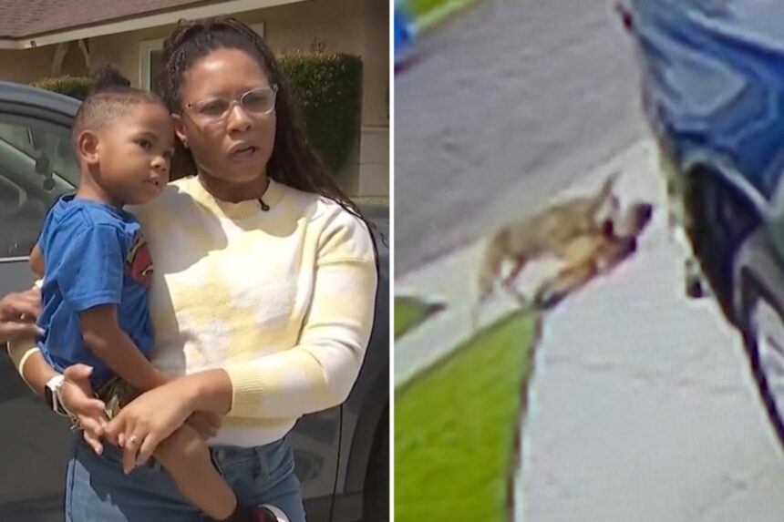 Urgent coyote warning as rogue animal that mauled kids is killed