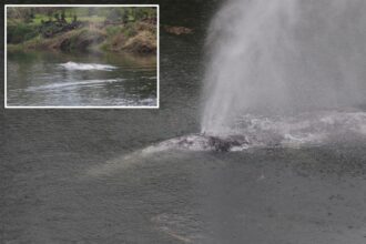 Gray whale that swam 20 miles up a Washington state river is found dead