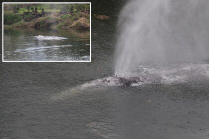 Gray whale that swam 20 miles up a Washington state river is found dead